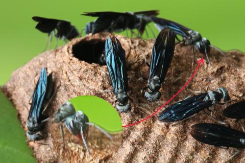 Synoeca septentrionalis